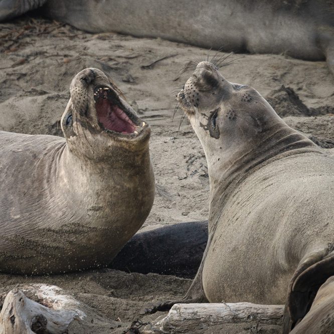 Two elephant seals talking to each other