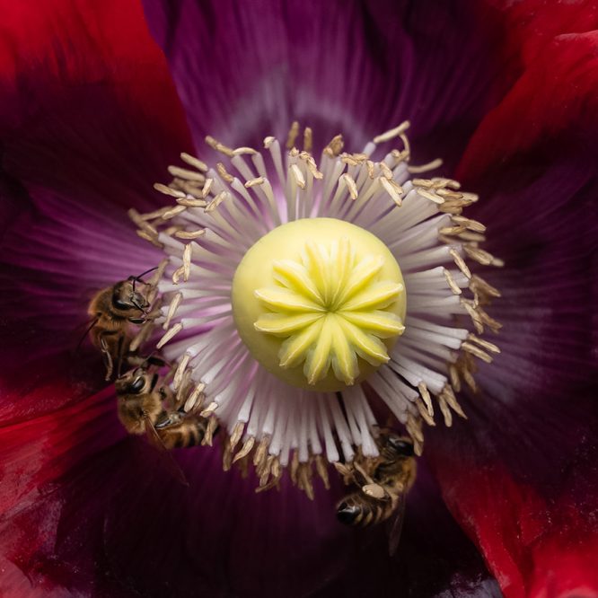 Bees collecting pollen from a wine-red poppy with the pistil and stamen in the center