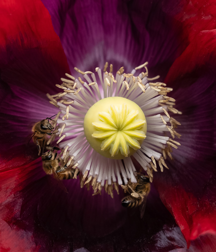 Bees collecting pollen from a wine-red poppy with the pistil and stamen in the center