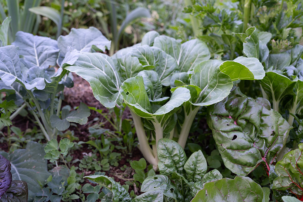 A healthy bok choi plant in a vegetable garden