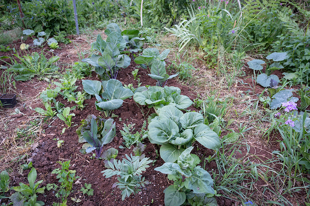 A garden bed in mid May comprised of bok choi, Brussels sprouts, red cabbage, orach, and a marigold.