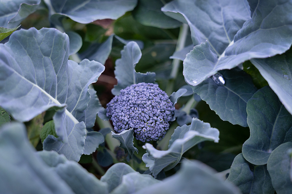 A broccoli bud just beginning to emerge