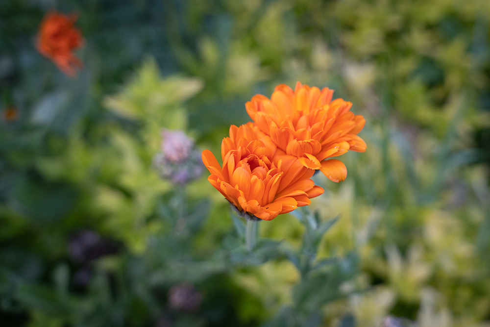 Orange flowers of calendula blooming in the month of may