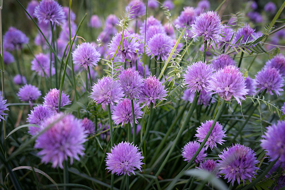 Purple flowers of a chives plant in full bloom in May.