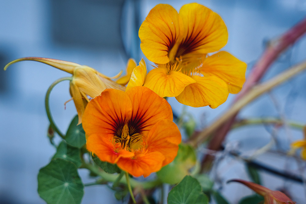 Two nasturtium flowers of slightly different colors.
