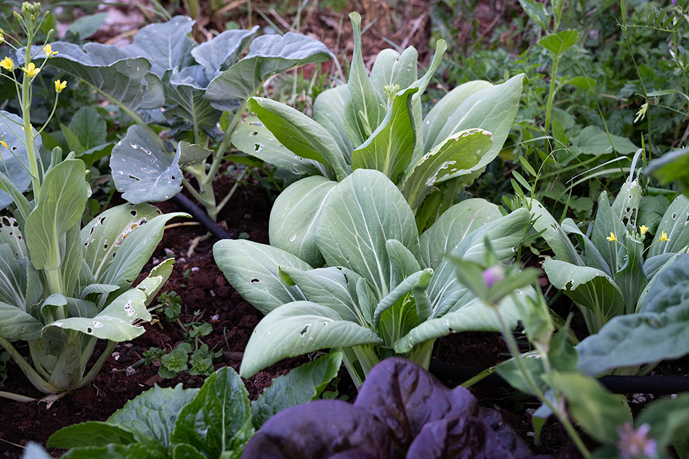 Pak choi in a May garden bed