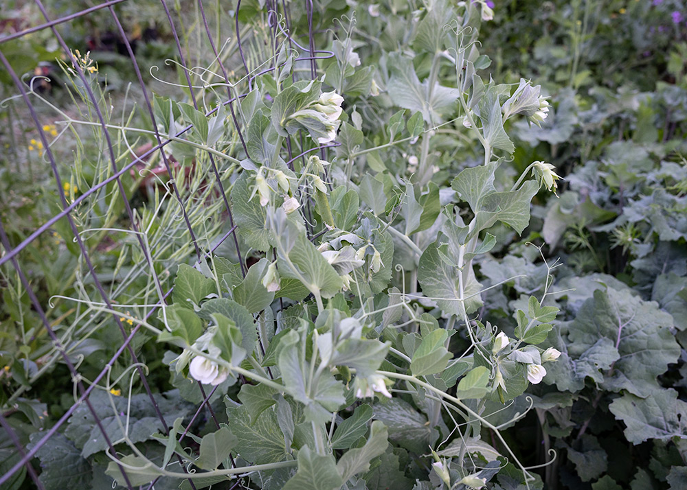 Young pea vines just starting to flower in the month of May.