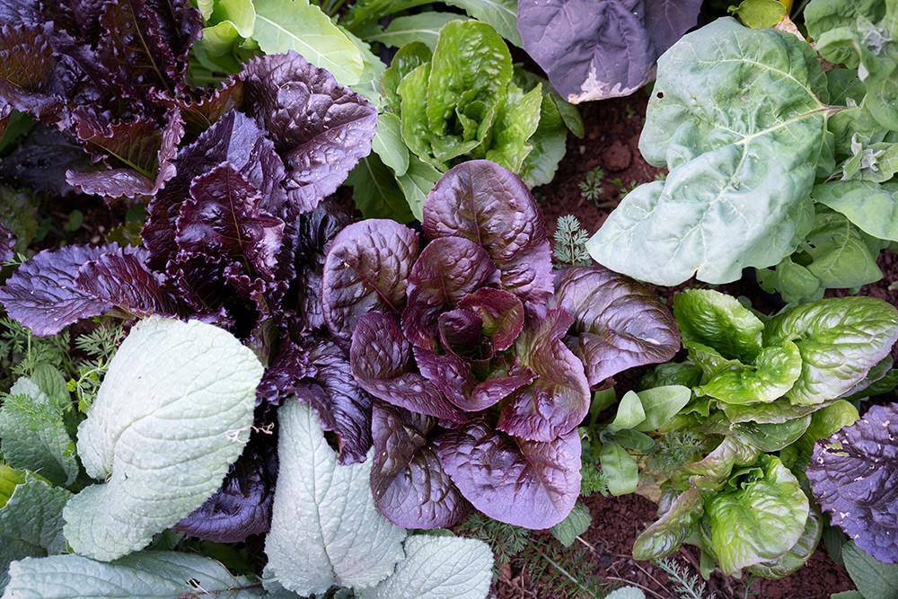 A May salad bed full of different types of lettuce and other greens.