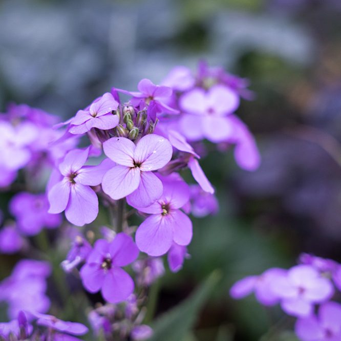 A purple flower on a dark background taken in the month of May